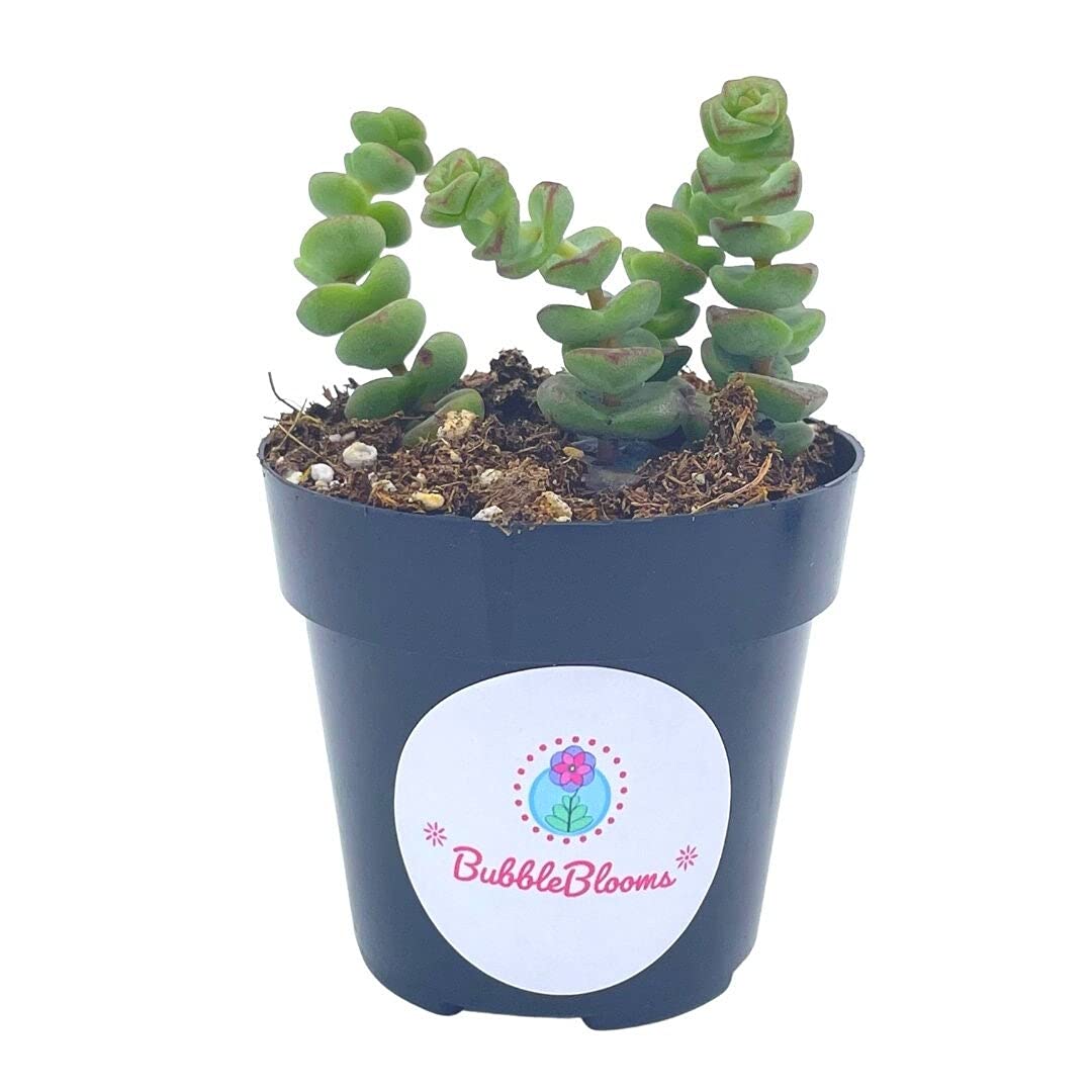 Buy Crassula Baby Necklace Succulent, Crassula Rupestris String of
