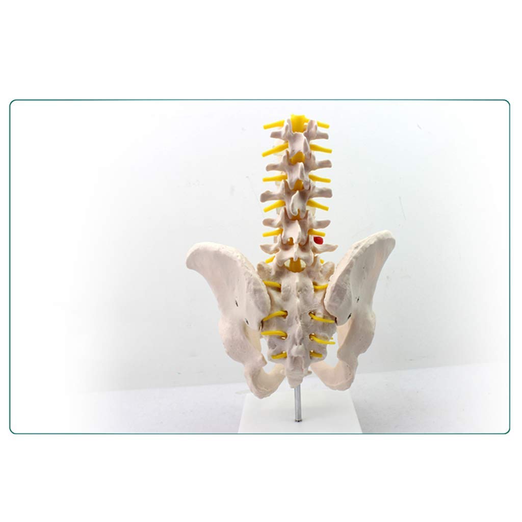 Męska Miednica Z Pięcioma Modelami Kręgów Lędźwiowych - Anatomia Model Miednicy Anatomia Człowieka - Naukowy Anatomiczny Model Człowieka - Do Medycznej Pomocy Edukacyjnej, Materiałów Laboratoryjnych