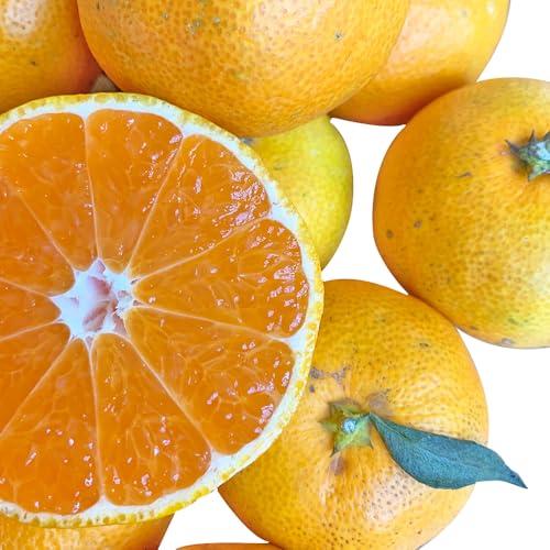 三好農園直送 西予市産 愛媛みかん 箱込5kg 家庭用 サイズ不揃い 果物 くだもの フルーツ 柑橘類 ミカン 蜜柑 愛媛県 西予市