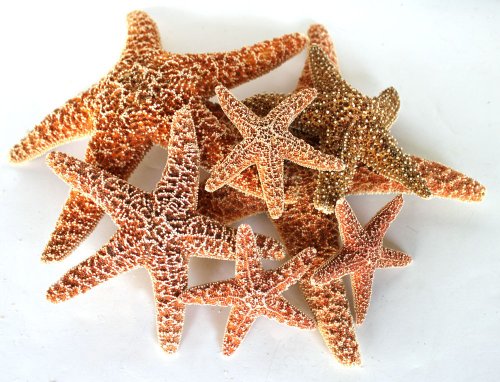 Hinterland Trading Sugar Starfish for Decoration, Brown