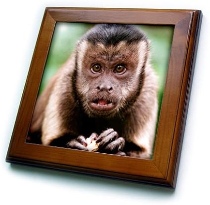 Amazon 3droseのクローズアップaフサオマキザルat Bush Babies Monkeyサンクチュアリフレーム付きタイル 8 By 8 インテリア オンライン通販 Amazon 3droseのクローズアップaフサオマキザルat Bush Babies Monkeyサンクチュアリフレーム付きタイル 8 By 8 インテリア オンライン通販