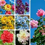 Mixrug Mix Hibiscus Seeds for Planting, 200pcs Rare Perennial Grandiflorus Giant Hibiscus Flower Seeds, Non-GMO Heirloom Beauty Blooms Flowers Plants for Home Garden Outdoors