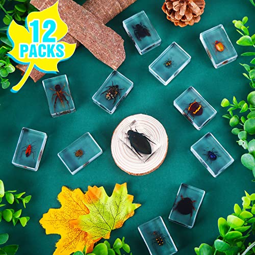 image for Macarrie 12 Pcs Insect in Resin Specimen Bugs Collection Arachnid Resi