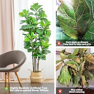 Roomtecartificialfiddleleaffigtree7fttallartificialtreewithwovenseagrassplantbasketfakefloorplantinpotforhomedecorlivingroomindooroutdoorofficebedroomdecor Urban Country Home Decor Roomtec artificial fiddle leaf fig tree7 ft tall artificial tree with woven seagrass plant basket fake floor plant in pot for home decor living room indoor outdoor office bedroom decor urban country home decor