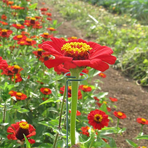 HiGift 20 Pack 24 Inch Single Stem Plant Support Stakes, Flower Stakes and Supports Rings for The Garden, Metal Garden Stakes for Tall Plant Vegetables Amaryllis Orchid Lily Sunflower Rose Narcissus - Thumbnail 6
