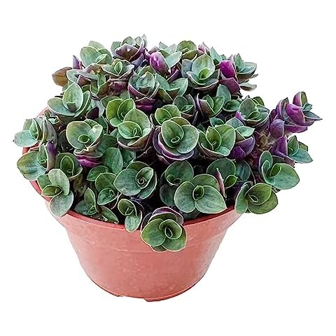 4 inch Turtle Vine Succulent by THE NEXT GARDENER.COM Cover