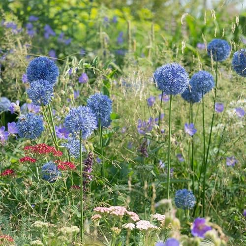 Con nostre piante puoi realizzare anche tu un giardino bello come lo desideri.