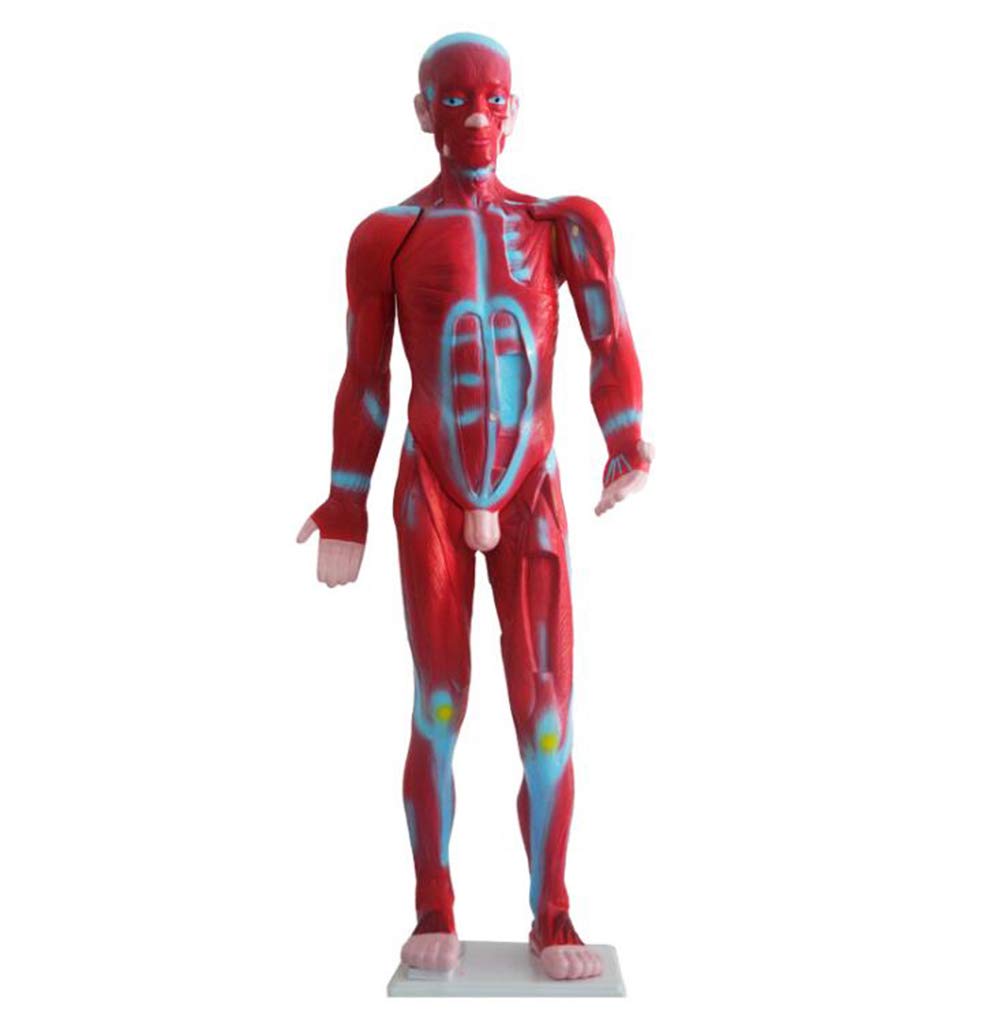 Sjdopulse A Human Muscle Natomy Model - Human Skeleton Muscle Nd Natomy Model - Pvc Material Human Natomy Model - For Study Teaching Display Medical Model (A)