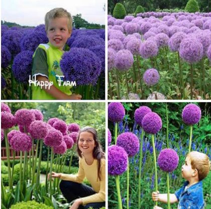 allium ☆ Tasc Gladiator Variety Ready to Plant Allium Bulbs ALL0002 | RONA