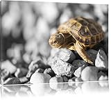 süße Schildkröte auf Steinen schwarz/weiß Format: 60x40 auf Leinwand, XXL riesige Bilder fertig gerahmt mit Keilrahmen, Kunstdruck auf Wandbild mit Rahmen, günstiger als Gemälde oder Ölbild, kein Poster oder Plakat