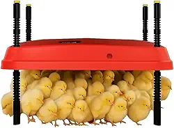 Chocadeira ajustável de 40 x 40 cm para pintinhos, proporcionando aquecimento constante e eficiente. Seguro, economiza energia, fácil de montar e limpar. Perfeito para chocar frangos