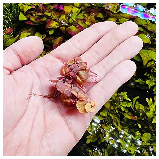 SubstrateSource Red Root Floater Phyllanthus Fluitans - Live Floating Plants for Aquarium, Fish Tanks, Natural Aquatic Decorations and Cover (3-4 Plants)