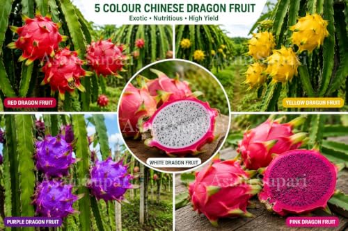 Image of Time 12 Months Hybrid Live Fruit Plant Air Layered Guti Kolom Original & Authentic Organic Tree for Outdoor Fast-Growing Fruit Plant Home Gardens Pack Of-1 (dragon fruit plant pack of-5, Medium)