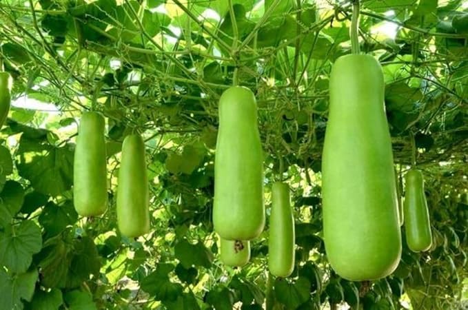 Bottle Gourd/Lauki Long Seeds/Ghiya/Doodhi - Desi Seeds(Pack Of 30 Pcs)