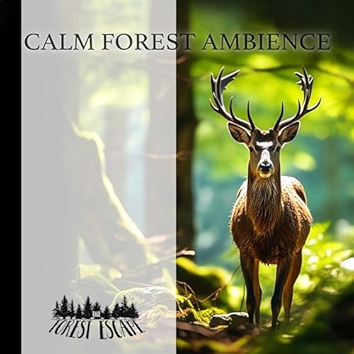 Calm Forest Ambience