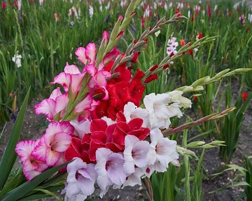 Graines de fleurs de glaïeul 100 pièces mélangées