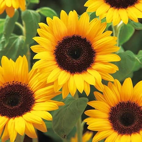 Amazon ひまわり 種子 サンリッチ オレンジ 3ml 育苗可能本数 およそ10本 種 苗