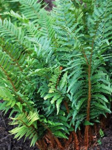 Perennial Farm Marketplace Polystichum polyblepharum (Tassel) Hardy Fern, Size-#1 Container, Dark Evergreen Shiny Fronds