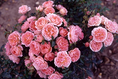 GreenBrokers SWEET WONDER PATIO ROSE 3.5 LITRE, DEEP Apricot