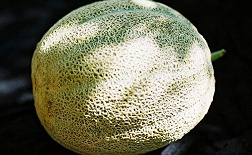 Hales Best Jumbo Melon, Cantaloupe Seeds,25 Count COOL BEANS N SPROUTS Brand. Heirloom. Non-GMO. Home Gardening.