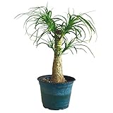 Brussel's Bonsai Brussel's Live Ponytail 6