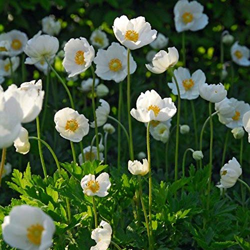 Votaniki Anemone Coronaria de Caen 'The Bride' Bulbs - Perennial & Poppy Like Flowers | White Blooms for Spring Gardens - Easy to Grow (6 Pack)