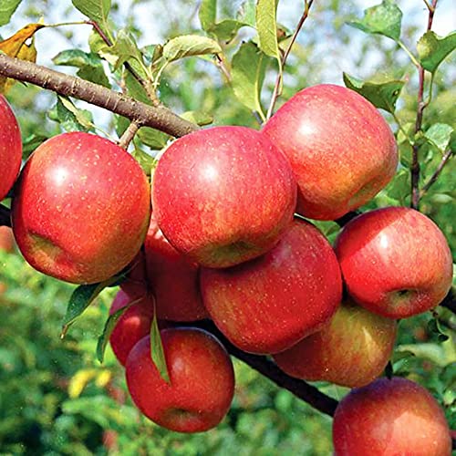 Yegaol Garden 20Pcs Fuji Apple Seeds Fragrant Showy Fruit & Berries Attract Birds Butterflies & Hummingbirds Fruit Seeds Cottage Garden Plant #TOP4