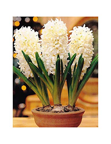 GARTHWAITE NURSERIES® : - UK Stockist. 6 Prepared Indoor Hyacinth Bulbs L'Innocence White Fragrant Size 18/19 Large Bulbs
