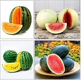 40 Mixed Colors Watermelon Seeds for Planting Fresh Fruit Seeds for Planting