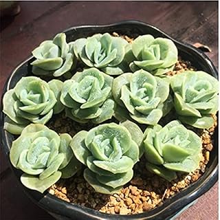 Kucus Germany KK Succulents Sedum Aeonium Hybrid bonsais AEONIUM 100pcs/Lot - (Color: 3)