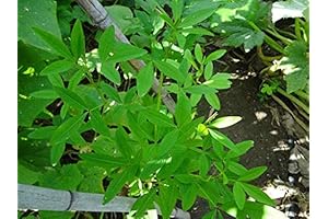 100 Chipilin Guatemalan Vegetable Seeds