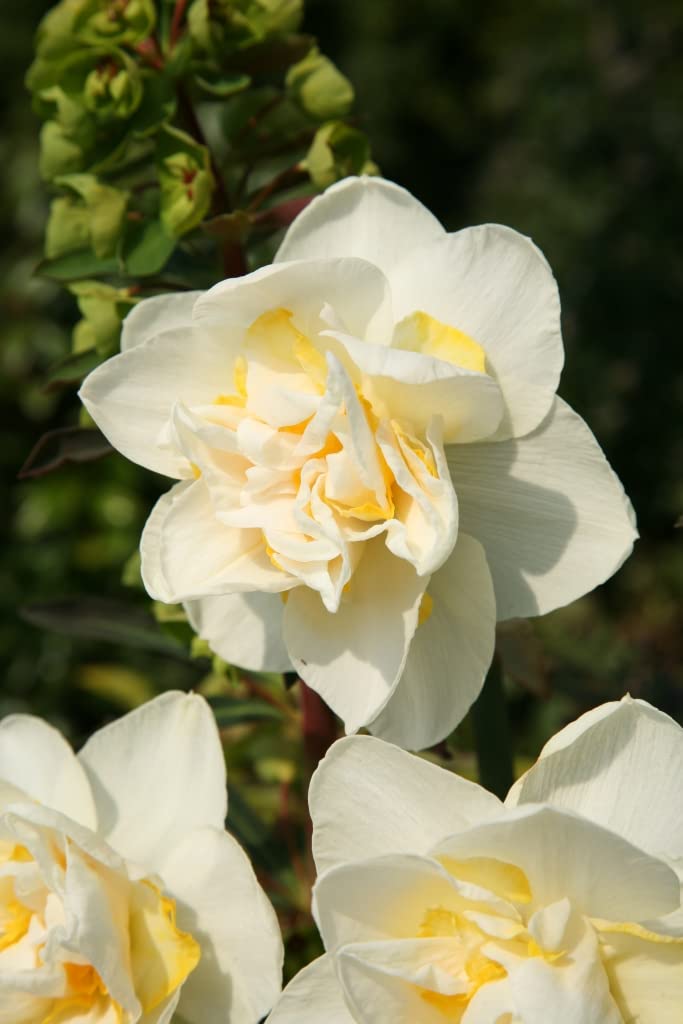 Narzisse White Lion | 6 Stück | 10 Stück | Blumenzwiebel | Schnittblume | Verwildernd | Gelb | Weiß | 100% Blütegarantie | QFB Gardening | Gefüllt | Narzissenzwiebeln