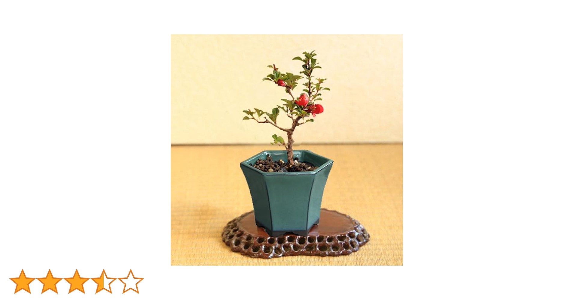 Amazon.co.jp: 遊恵盆栽 ミニ盆栽：長寿梅*(みどり反六角陶器鉢