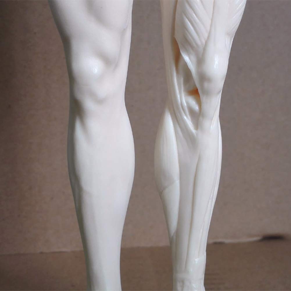 Modèle D'Enseignement, Modèle De Peinture Anatomique De Squelette Humain De 30 Cm, Anatomie, Sculpture Anatomique De Crâne, Tête, Corps, Muscle, Dessin d'artiste