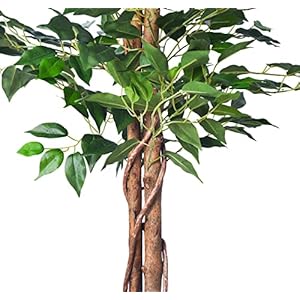 6FT Artificial Ficus Tree,Fake Plants with Sturdy Plastic Nursery Pot,Faux Ficus Trees for Home Office Living Room Farmhouse Indoor Outdoor Decor Perfect Housewarming Gift (6FT-1Pack) 6FT Artificial Ficus TreeFake Plants with Sturdy Plastic Nursery PotFaux Ficus Trees for Home Office Living Room Farmhouse Indoor Outdoor Decor Perfect Housewarming Gift 6FT 1Pack