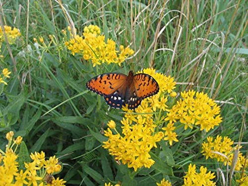 Yellow Flowering Milkweed Nectar Asclepias Plant - Attracts Monarch Butterflies