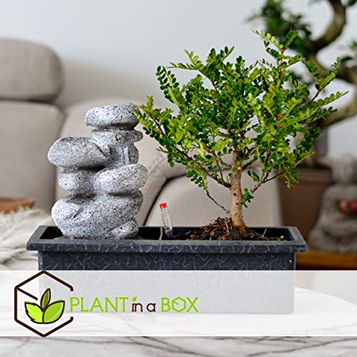 Plant in a Box - Bonsai boompje met Easy-care watersysteem én stromende waterval over Zen stenen - kamerplant - Hoogte… - Afbeelding 4