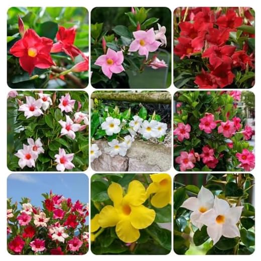 15 piezas semillas resistentes de plantas de mandevilla - decoración prado de abejas Dipladenia sanderi, Mandevilla sanderi, Mandevilla laxa plantas resistentes al invierno para balcón peque