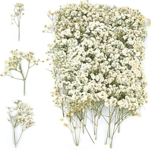 Flores Secas Presionadas White Babys Breath 130 Piezas miniatura 1