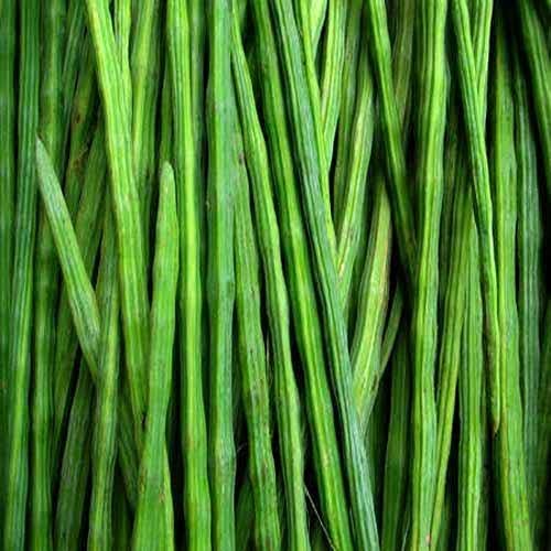 Image of WELLSON Moringa Seeds - Oddanchatram Variety Drumstick Seeds for Vegetable Plantation Seeds /Moringa Oleifera Seeds (500g) (SAIJAN KI PHALLI, SARAGAVO)