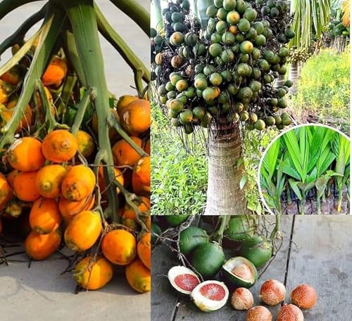 Image of Betel Nut Plant Hybrid Live Tree (Pack Of 6) 1.5- Feet, Air Layered Supari Tree Plant All Season, Areca Nut Plant, Berry and Beetle, Fruits in Just 2 Years