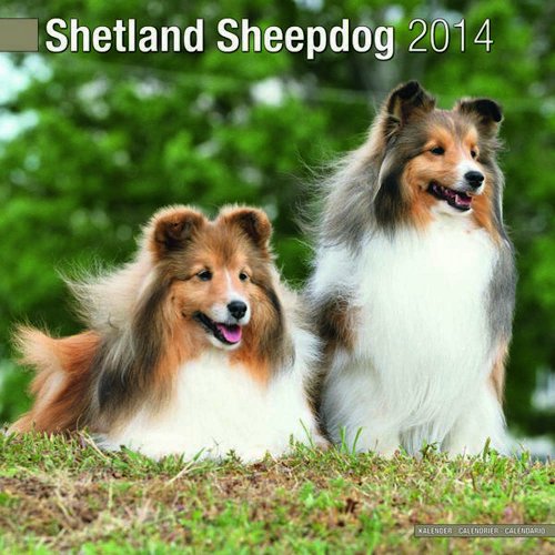 Shetland Sheepdog 2014 Wall Calendar