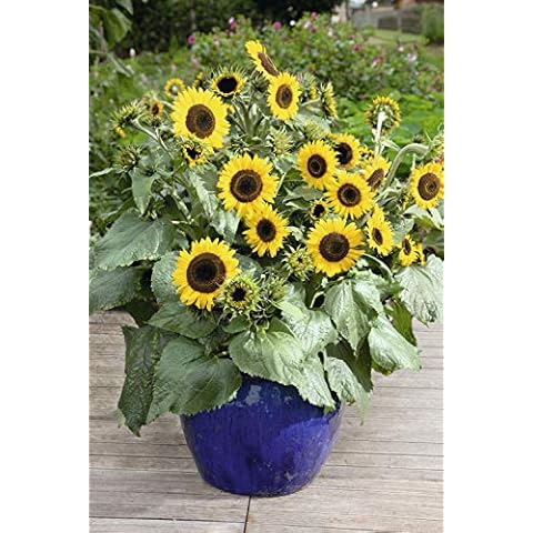 Suttons Waooh! Sunflower Seeds for Gardens Cover