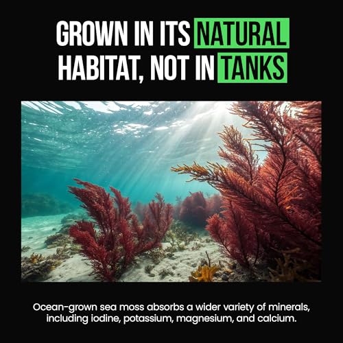 Organic Irish Sea Moss Capsules 2400 mg - Burdock Root and Bladderwrack Powder Real Seamoss Pills for Immune Support, Joint and Gut Health Help - Raw Sea Moss Advanced Herbal Supplement - Image 6