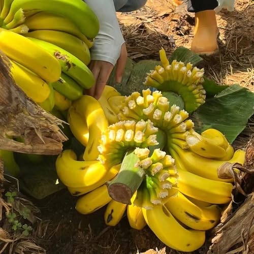 semi di banana - banana - letto rialzato di banano, luoghi soleggiati resistenti 15pcs