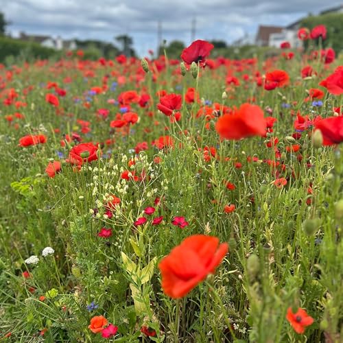 EP 16 "He Bought Plato" a conversation with John Dillon