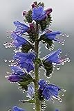  150 Natternkopf Echium Vulgare Blau Blumensamen ~ Palast der Sonne