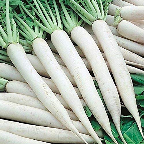 F1 Hybrid Radish Seeds (50 Seeds), Muli Seed, Hydroponics Seeds, Mullangi Seed, Sambhar Mullangi Seed, Muli Beej, Desi Variety Radish White Mooli Seeds ???? ??? (B09YHM8SR1) Amazon Price History, Amazon Price Tracker