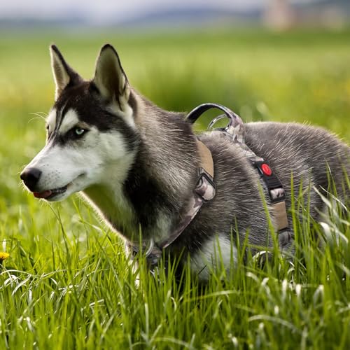 TSPRO Arnés Táctico para Perros No Pull, Alta Resistencia, Ajustable, con Asa y Hebilla de Liberación Rápida, para Perros Medianos y Grandes en Paseos al Aire Libre (Verde Militar M) - imagen 5