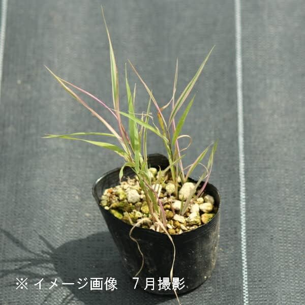 蝶の樹 Tree #004 蝶の樹 Butterfly Tree #004 蝶の樹 Butterfly Tree